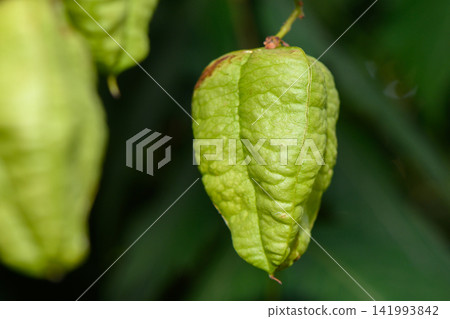 Vibrant green husk cradling nature's treasures in a lush garden setting Vibrant green husk cradling nature's treasures in a lush garden setting 141993842