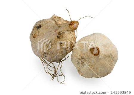 Two Whole Garlic Bulbs from Above Two Whole Garlic Bulbs from Above 141993849