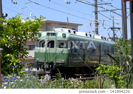 Meitetsu 6000 series train (first batch, caterpillar color) running along a line lined with blooming flowers. Meitetsu 6000 series train (first batch, caterpillar color) running along a line lined with blooming flowers. 141994220
