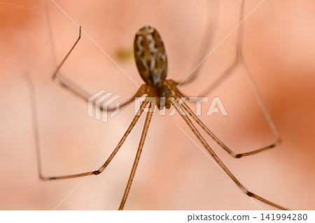 Delicate spider weaving intricate webs in a soft, warm-toned environment at dusk Delicate spider weaving intricate webs in a soft, warm-toned environment at dusk 141994280
