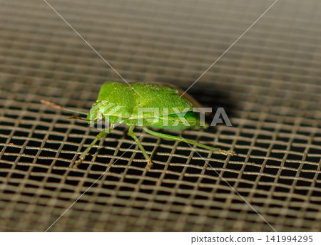 Bright green insect resting on a metal mesh screen during a sunny afternoon in a serene backyard setting Bright green insect resting on a metal mesh screen during a sunny afternoon in a serene backyard setting 141994295