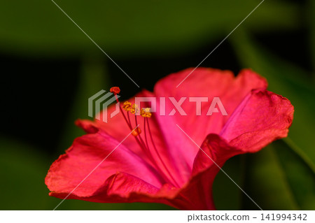 Blooming beauty in vibrant hues captivates during a serene evening in the garden Blooming beauty in vibrant hues captivates during a serene evening in the garden 141994342