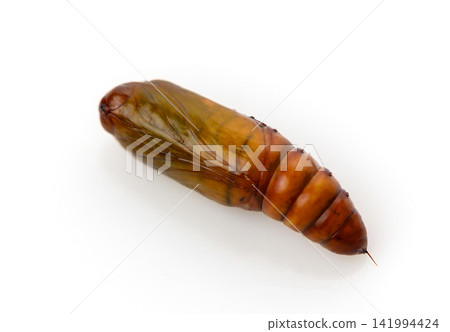 Brown Insect Chrysalis on White Background Brown Insect Chrysalis on White Background 141994424