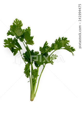 Fresh Bunch of Cilantro Herbs on White Background Fresh Bunch of Cilantro Herbs on White Background 141994475