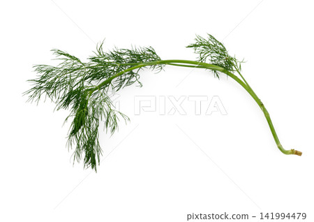 Arc-Shaped Fresh Green Dill Branch on White Arc-Shaped Fresh Green Dill Branch on White 141994479