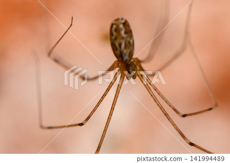 Delicate spider weaving its silk in a quiet corner of a sunlit room Delicate spider weaving its silk in a quiet corner of a sunlit room 141994489