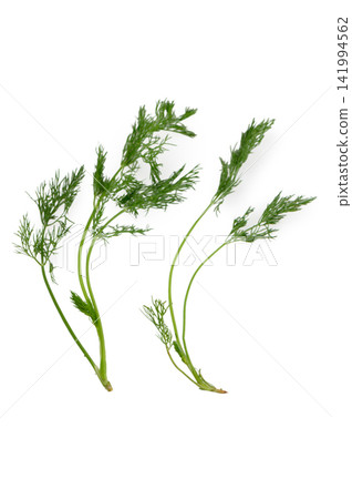 Two Small Sprigs of Fresh Green Dill on White Two Small Sprigs of Fresh Green Dill on White 141994562