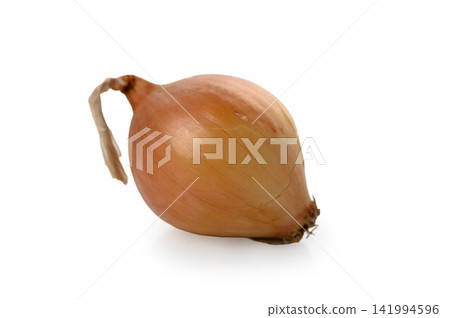 Single Small Whole Yellow Onion on White Background Single Small Whole Yellow Onion on White Background 141994596
