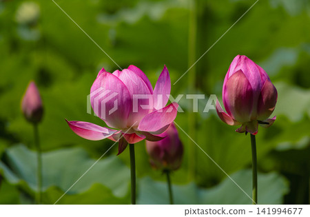 Landscape with lotus flowers Landscape with lotus flowers 141994677
