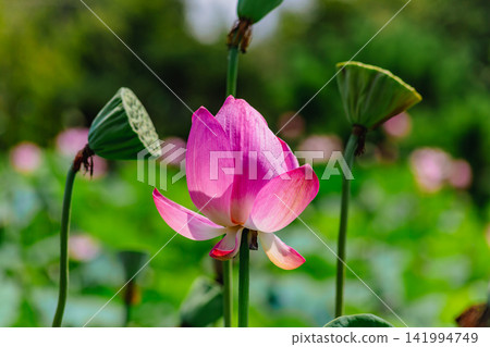 風景與蓮花 風景與蓮花 141994749