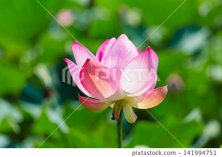Landscape with lotus flowers Landscape with lotus flowers 141994751