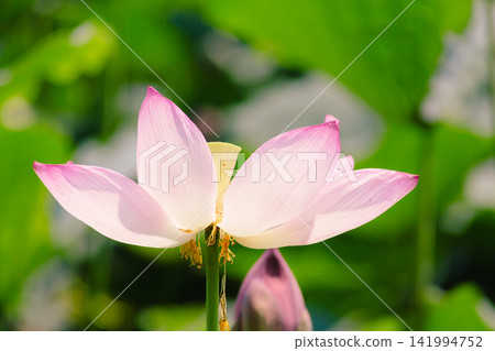 Landscape with lotus flowers Landscape with lotus flowers 141994752