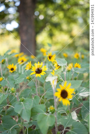 Summer blue sky and sunflower scenery Summer blue sky and sunflower scenery 141994931