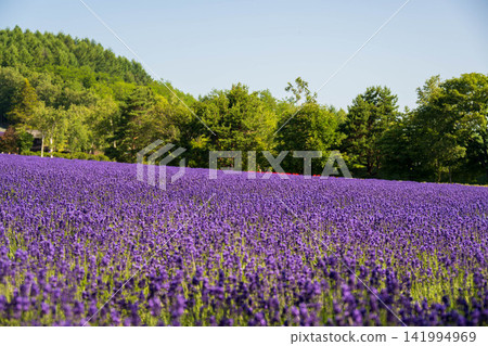 Lavender field in full bloom Lavender field in full bloom 141994969