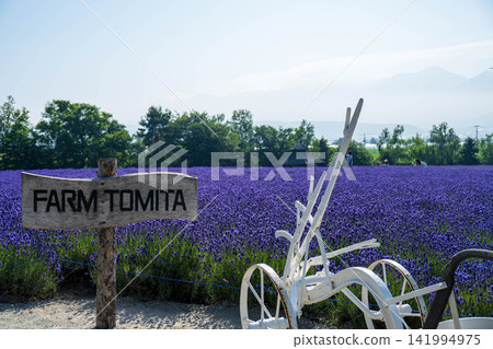 Lavender field in full bloom Lavender field in full bloom 141994975