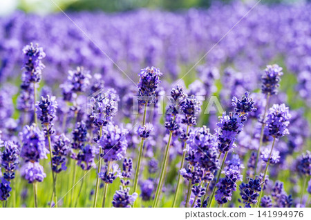 Lavender in full bloom Lavender in full bloom 141994976