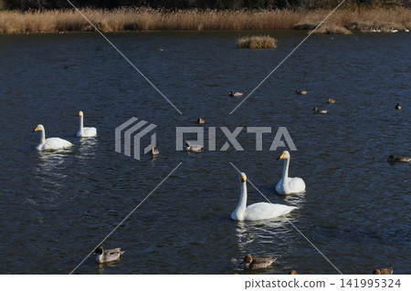 Swan Village in Winter (Higashimatsushima City, Miyagi Prefecture) Swan Village in Winter (Higashimatsushima City, Miyagi Prefecture) 141995324