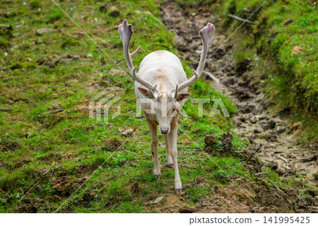 White deer with antlers stands on grassy path. Mud tracks lead through green mossy terrain. Animal faces camera with calm, curious gaze. Natural light enhances earthy tones of surroundings 141995425
