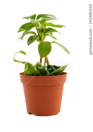 Young green plant with broad leaves in terracotta pot. Fresh foliage grows upward from central stem. Simple, clean composition against plain white background Young green plant with broad leaves in terracotta pot. Fresh foliage grows upward from central stem. Simple, clean composition against plain white background 141995428