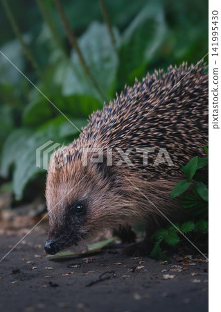 Small hedgehog forages among green leaves. Its spines are dark and pointed. It sniffs the ground with its nose. Nature's quiet scene is peaceful. Dense foliage frames the creature Small hedgehog forages among green leaves. Its spines are dark and pointed. It sniffs the ground with its nose. Nature's quiet scene is peaceful. Dense foliage frames the creature 141995430