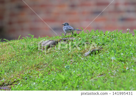 Small bird perches on grassy mound near brick wall. Grass grows lush and green around the bird. Bird has gray and white feathers with dark beak. It stands alert, looking around the open space Small bird perches on grassy mound near brick wall. Grass grows lush and green around the bird. Bird has gray and white feathers with dark beak. It stands alert, looking around the open space 141995431