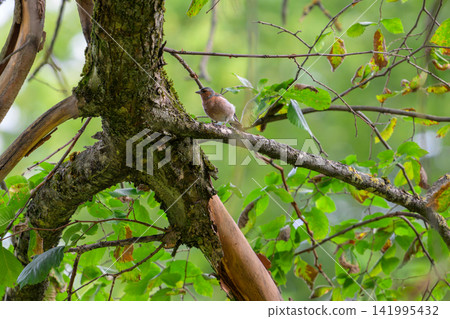 Small bird perches on mossy tree branch. Green leaves surround the bird in natural setting. Faint mist adds softness to the forest scene. Bird appears alert, facing away from viewer Small bird perches on mossy tree branch. Green leaves surround the bird in natural setting. Faint mist adds softness to the forest scene. Bird appears alert, facing away from viewer 141995432