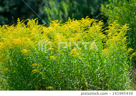 Goldenrod blooms in a sunlit field. Bright yellow flowers fill the green foliage. Vibrant plant grows wild and tall. Natural background with soft depth of field. Ideal for nature, ecology 141995439