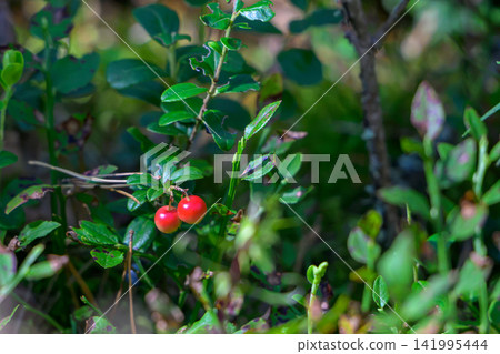 Red berries cling to green leafy shrub. Tiny round fruits glow against soft forest backdrop. Foliage frames natural woodland scene. Colorful berries rest amid dense vegetation Red berries cling to green leafy shrub. Tiny round fruits glow against soft forest backdrop. Foliage frames natural woodland scene. Colorful berries rest amid dense vegetation 141995444