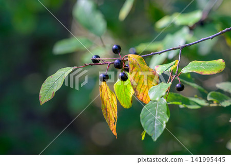 Branch holds dark berries and autumn-hued leaves. Green foliage blurs softly in background. Berries cluster near fading yellow leaves. Natural forest scene captures fall transition Branch holds dark berries and autumn-hued leaves. Green foliage blurs softly in background. Berries cluster near fading yellow leaves. Natural forest scene captures fall transition 141995445