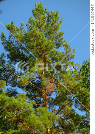 Tall pine tree stands against clear blue sky. Green needles form dense, full canopy. Tree trunk shows natural texture and color. Branches spread wide under bright sunlight Tall pine tree stands against clear blue sky. Green needles form dense, full canopy. Tree trunk shows natural texture and color. Branches spread wide under bright sunlight 141995447