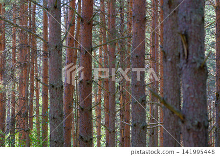 Tall pine trees stand close together in a dense forest. Their reddish-brown bark shows natural texture and growth patterns. Sunlight filters through thin branches and green leaves Tall pine trees stand close together in a dense forest. Their reddish-brown bark shows natural texture and growth patterns. Sunlight filters through thin branches and green leaves 141995448