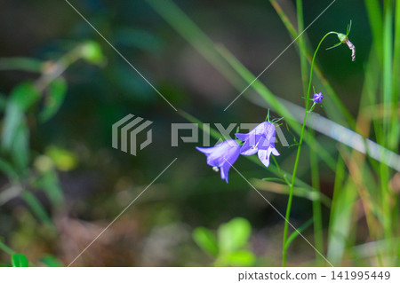 Soft purple bellflower blooms in green grass. Delicate petals curve upward in gentle breeze. Natural light highlights fine floral details. Background blurred, keeping focus on bloom Soft purple bellflower blooms in green grass. Delicate petals curve upward in gentle breeze. Natural light highlights fine floral details. Background blurred, keeping focus on bloom 141995449
