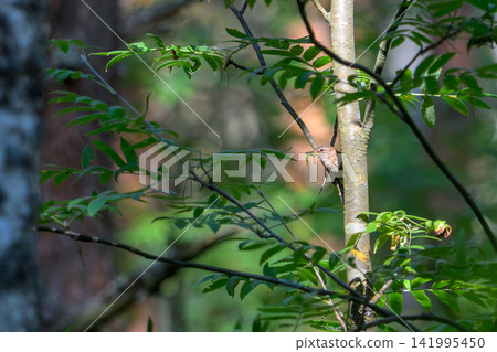 Small bird perches quietly on a tree branch. Foliage glows softly in natural forest light. Green leaves frame the bird's delicate form. Tree trunk shows subtle bark texture and age Small bird perches quietly on a tree branch. Foliage glows softly in natural forest light. Green leaves frame the bird's delicate form. Tree trunk shows subtle bark texture and age 141995450