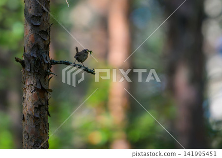 Tiny bird perches on tree branch in forest. Dense pine trees create soft blurred background. Natural light highlights bird's feathered details. Quiet forest setting evokes peaceful solitude Tiny bird perches on tree branch in forest. Dense pine trees create soft blurred background. Natural light highlights bird's feathered details. Quiet forest setting evokes peaceful solitude 141995451