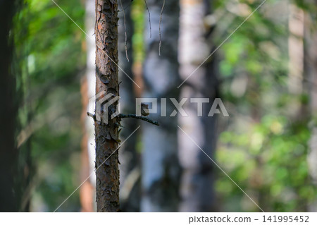 Small bird perches on tree branch in dense forest. Green leaves blur softly in background. Natural light filters through tall trees. Bird appears calm, watching surroundings Small bird perches on tree branch in dense forest. Green leaves blur softly in background. Natural light filters through tall trees. Bird appears calm, watching surroundings 141995452