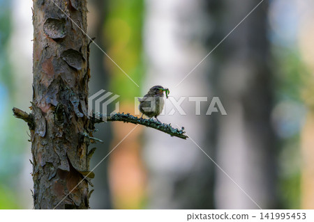 Tiny bird perches on mossy branch near tree trunk. Blurry forest background enhances focus on bird. Bird holds green insect in beak, poised to eat. Natural lighting highlights bird's brown feathers Tiny bird perches on mossy branch near tree trunk. Blurry forest background enhances focus on bird. Bird holds green insect in beak, poised to eat. Natural lighting highlights bird's brown feathers 141995453