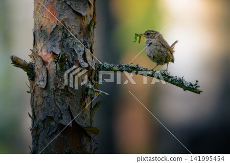 Tiny bird perches on mossy branch, clutching green insect. Brown feathers blend with bark, offering natural camouflage. Soft bokeh background highlights bird's delicate form and focus Tiny bird perches on mossy branch, clutching green insect. Brown feathers blend with bark, offering natural camouflage. Soft bokeh background highlights bird's delicate form and focus 141995454