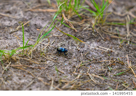 Dark beetle crawls on muddy earth. Thin blades of grass grow nearby. Ground is damp and textured. Insect has glossy, iridescent shell. Natural light highlights its form. Scene captures quiet Dark beetle crawls on muddy earth. Thin blades of grass grow nearby. Ground is damp and textured. Insect has glossy, iridescent shell. Natural light highlights its form. Scene captures quiet 141995455