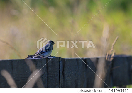 Small bird perches on dark wooden fence post. Soft green foliage forms blurred background. Natural daylight highlights bird's grey and white plumage. Bird faces right, still and alert Small bird perches on dark wooden fence post. Soft green foliage forms blurred background. Natural daylight highlights bird's grey and white plumage. Bird faces right, still and alert 141995463