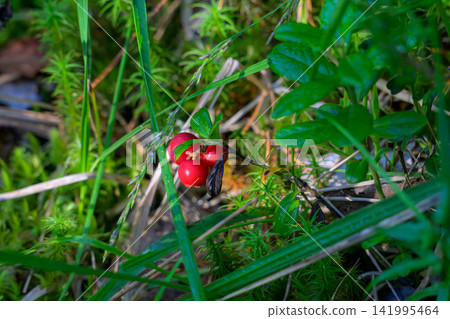 Bright red berries grow among green grass and moss. Fuzzy stems and leaves surround the cluster. Wild plants thrive in a forest floor setting. Natural light highlights the vibrant fruit color Bright red berries grow among green grass and moss. Fuzzy stems and leaves surround the cluster. Wild plants thrive in a forest floor setting. Natural light highlights the vibrant fruit color 141995464