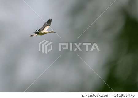 White stork soars against soft, blurred sky. Long wings spread wide in mid-flight. Feathers catch light as bird glides forward. Background hints at distant trees or foliage White stork soars against soft, blurred sky. Long wings spread wide in mid-flight. Feathers catch light as bird glides forward. Background hints at distant trees or foliage 141995476