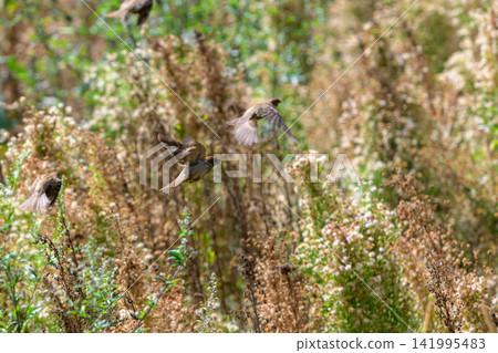 Birds fly above tall, dry grasses and wildflowers. Brown birds in motion, blurred by fast movement. Natural habitat with soft, golden light. Wild grasses sway gently in background breeze Birds fly above tall, dry grasses and wildflowers. Brown birds in motion, blurred by fast movement. Natural habitat with soft, golden light. Wild grasses sway gently in background breeze 141995483