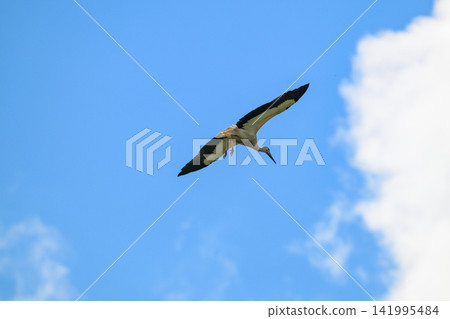 White stork soars against blue sky with scattered clouds. Its wings display striking black and white pattern. Bird glides gracefully through open air. Clear, vibrant sky highlights the stork's flight 141995484
