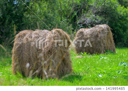 Golden hay bales rest in vibrant green grass. Lush foliage frames the pastoral scene behind. Sunlight glints softly on the straw's textured surface. Nature's quiet beauty in a rural setting Golden hay bales rest in vibrant green grass. Lush foliage frames the pastoral scene behind. Sunlight glints softly on the straw's textured surface. Nature's quiet beauty in a rural setting 141995485