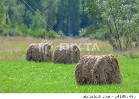 Three round hay bales rest in a green pasture. Mature grass surrounds the bales with wildflowers. Distant trees form a soft, blurred background. Sunlight bathes the scene in warm, natural tones Three round hay bales rest in a green pasture. Mature grass surrounds the bales with wildflowers. Distant trees form a soft, blurred background. Sunlight bathes the scene in warm, natural tones 141995486