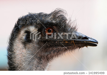 Close-up of an emu's head with dark feathers and sharp beak. Its eye is large and intense, surrounded by textured plumage. The bird's head features thick, coarse, slightly messy feathers Close-up of an emu's head with dark feathers and sharp beak. Its eye is large and intense, surrounded by textured plumage. The bird's head features thick, coarse, slightly messy feathers 141995499
