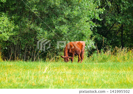 Brown cow grazes in green meadow. Trees form backdrop behind pasture. Grass sways gently in natural breeze. Animal appears calm and unhurried. Sunlight filters through leafy canopy Brown cow grazes in green meadow. Trees form backdrop behind pasture. Grass sways gently in natural breeze. Animal appears calm and unhurried. Sunlight filters through leafy canopy 141995502