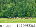 Sheep graze in open green field. Trees line the background in lush foliage. Animals move calmly across the grassy pasture. Natural daylight illuminates the pastoral scene 141995508