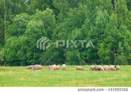 Sheep graze in open green field. Trees line the background in lush foliage. Animals move calmly across the grassy pasture. Natural daylight illuminates the pastoral scene 141995508