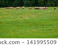 Sheep graze peacefully in a lush green field. Trees line the distant edge of the pasture. Single dark dog moves through the grass. The scene captures calm rural tranquility 141995509